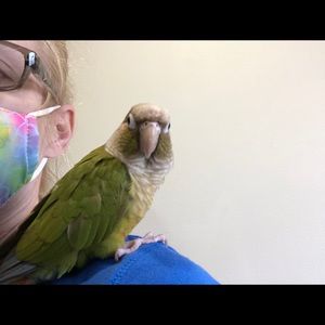 2014 Swarovski large snowflake